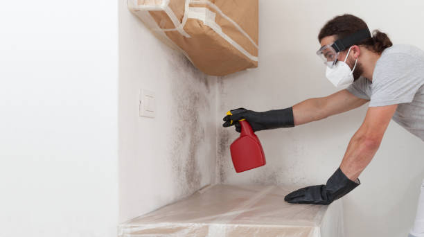 Professional Mold Cleanup technician working in Somerset, TX