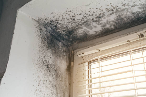 Affordable Mold Cleanup solutions in Somerset, TX